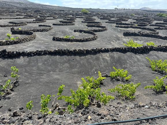 Lava stone windbreaks protect deeply embedded grape vines