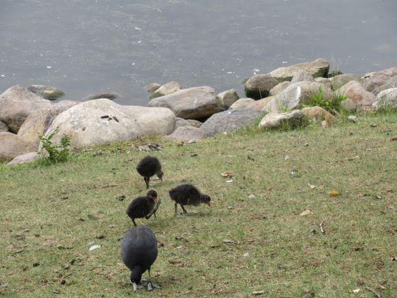 I wanted to get some pictures of  a Coot with just hatched young ones,  this is not  it  because the baby Coot chicks have a  red feathered  head when first born.