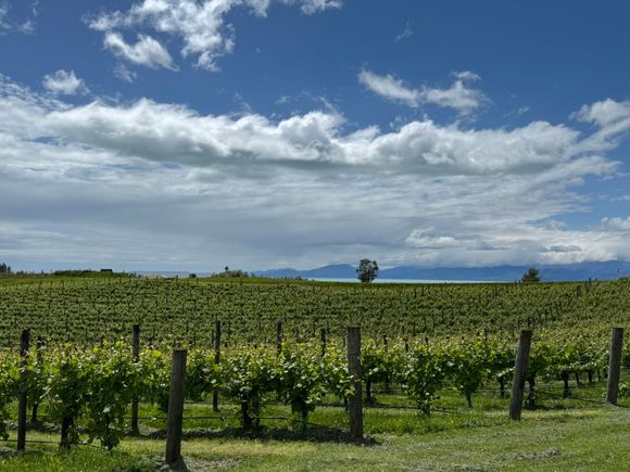 Gravity Cellars Vineyards