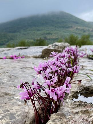 We heard about the the wild spring flowers of the Peloponnese but these wild cyclamen were showing off in October.