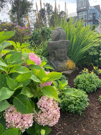 Buddha and hydrangeas - couldn't ask for a better combination