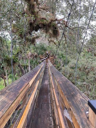 Canopy walkway with swinging bridge at Myakka River State Park. 