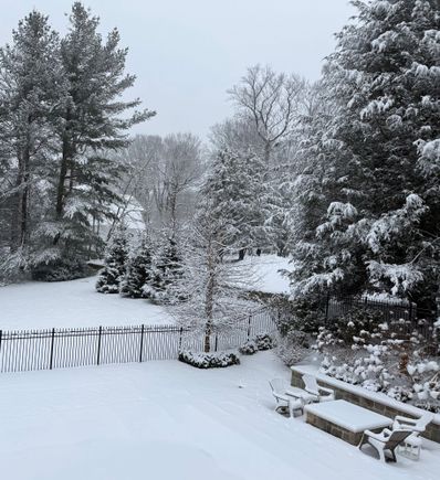 Many of these trees are very tall - they look much smaller in the photo. 