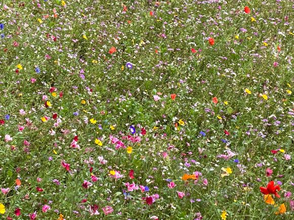 Beautiful wildflowers in Lincoln Cathedral cloister