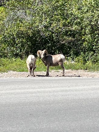 Big horn sheep 