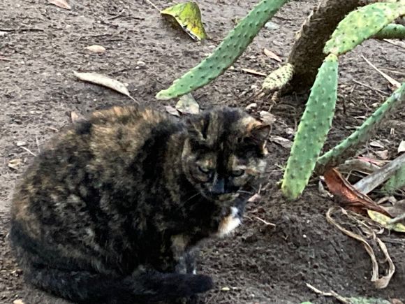 I made a little friend in Cadiz in the Parque Genoves