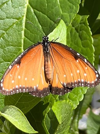 Desert botanical gardens butterfly.