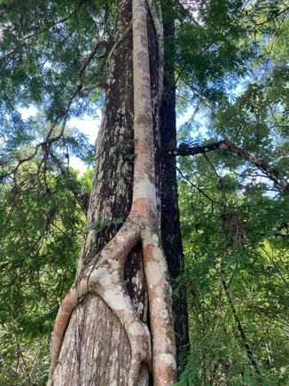 Big strangler fig on this tree