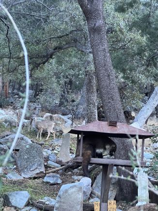 Our mountain neighbors. The ones that don't get stuck in their vehicle.