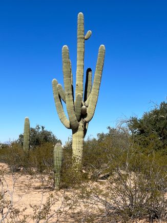 I went to Tucson to see saguaros, mission accomplished.