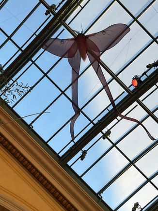 a butterfly that got lost in the rest of the display.