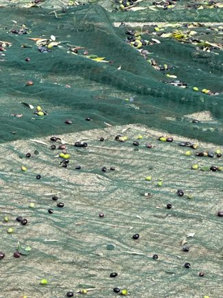 The olives and twigs and leaves on the ground