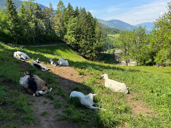 . . . and here are the farm's goats! Completely ignored us!