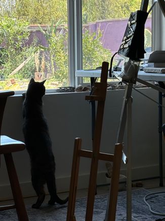 Our indoor Tortie Pippi dreaming of outdoors.