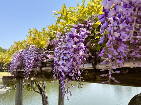 Wisteria at Hama-rikyu garden 