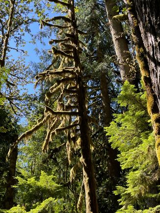 Another one of those velvet moss covered trees