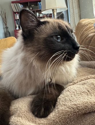 This girl is being fostered by a friend’s cat sitter. We will meet her Saturday. She is two.