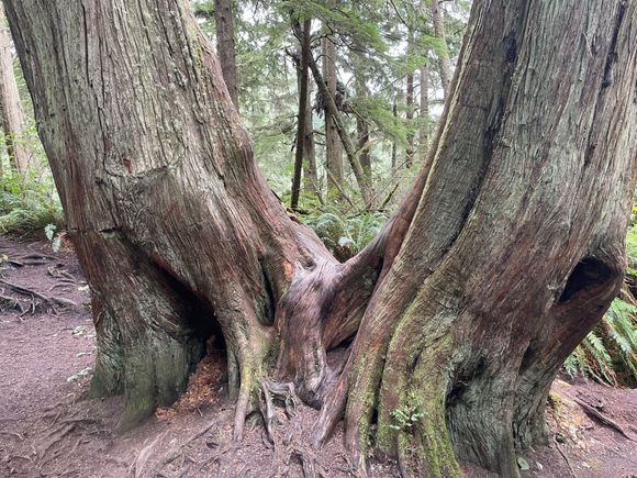 Interesting Siamese Twin trees on the path