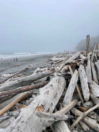 Always lots of logs.