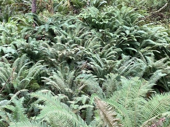 Tons of ferns on the Spruce Nature Trail.  In the past this was all wet land that has been filled in so different types of vegetation, even from the Hall of Mosses walk