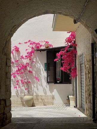 The bougainvillea were blooming everywhere