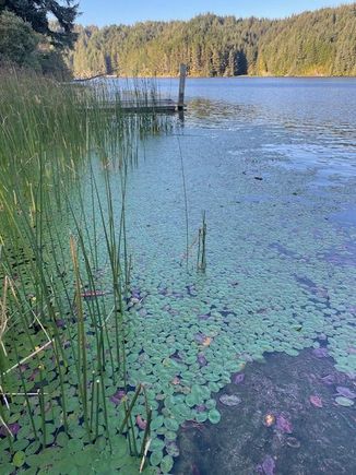 Lily pads in Lake Tahkenitch