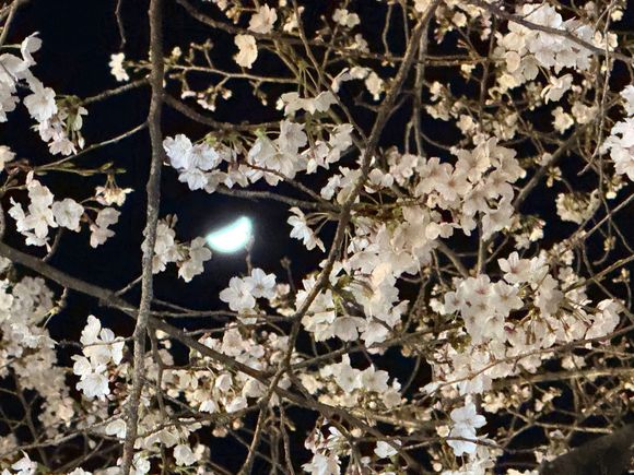 Cherry blossoms by moonlight 