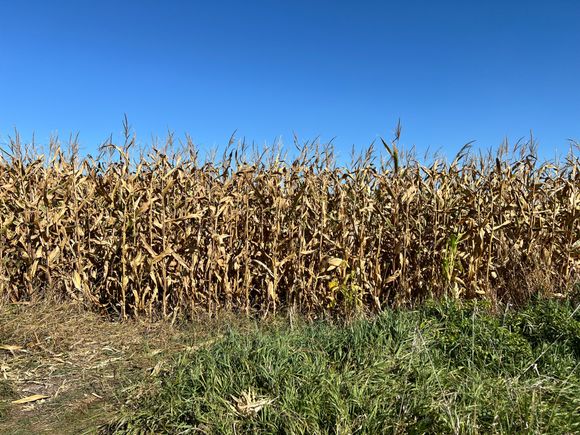 Addie, this is what 90 percent of the landscape looks like in Iowa, in my part of Minnesota and Barbs part of Illinois.