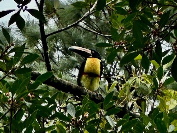 Collared Aracari
