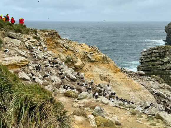 A colony of Rockhoppers and the endangered Black-browed Albatrosses which were also tending to their chicks and keeping their eyes out for certain predatory birds looking to steal eggs or chicks.