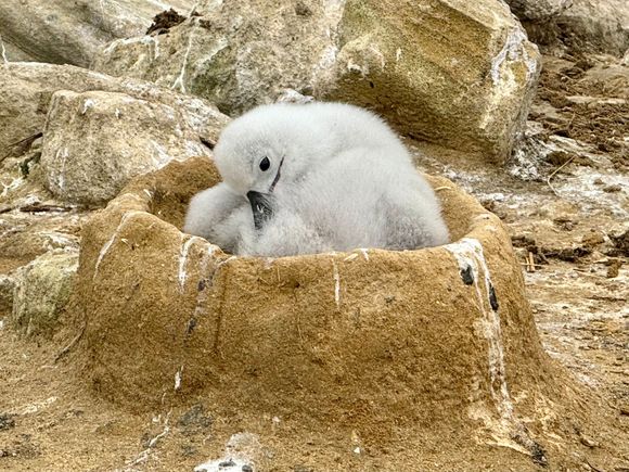 A different adorable Blavk-browed Albatross chick in the nest 
