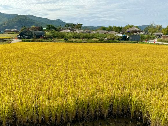Rice field ready for harvest 