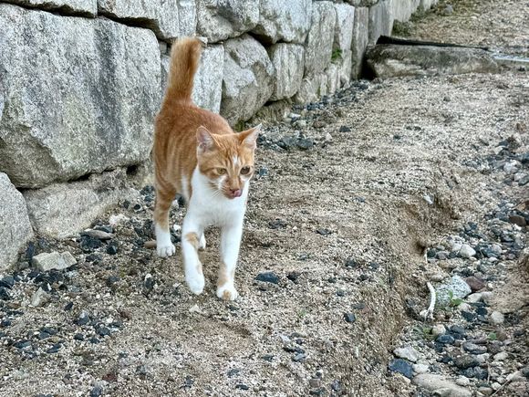 Is this an exotic species?????