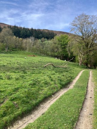 Clear path to follow in sheep field!