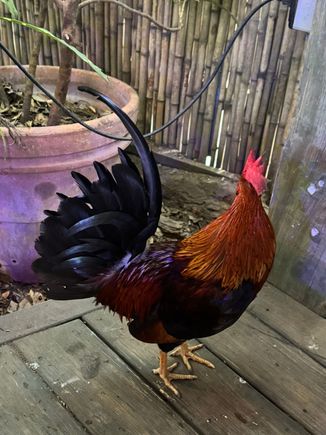 And here is a real rooster from Key West!