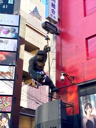 A  not-famous Gorilla 