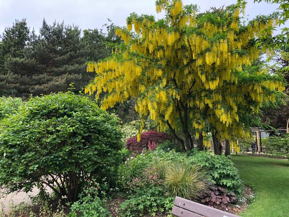 The yellow flowering tree - Is this the flower that is poisonous?