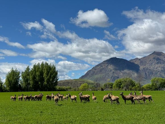 The red deer!