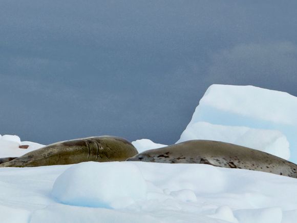 Weddell seals chillin’ on an iceberg.