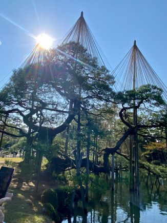 I believe this is the Karasiki Pine, the thousand year old pine, supported by yukitsori, the cone-shaped structure  