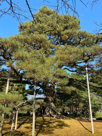 Large pine tree being supported 