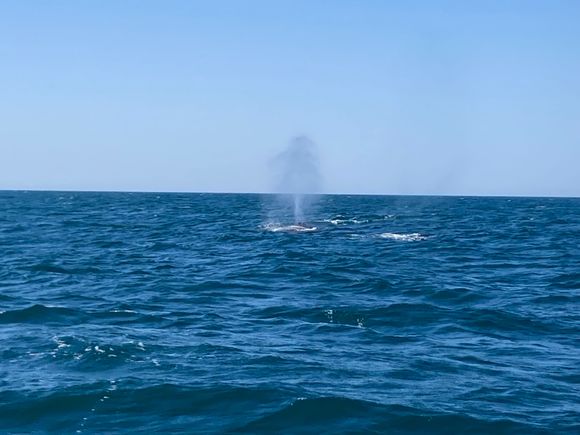 The first one we saw.  I was too excited and busy looking, oohhing and aahhing at the other, closer encounters to even think about my iPhone.