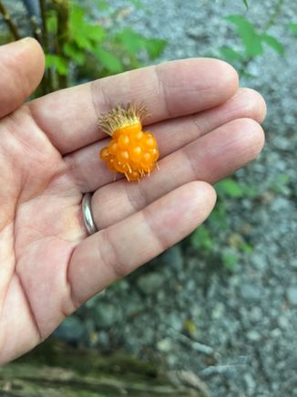Salmonberry 