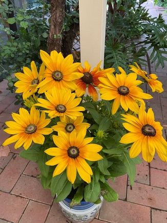 I bought some Rudbekias to cheer up the week. 