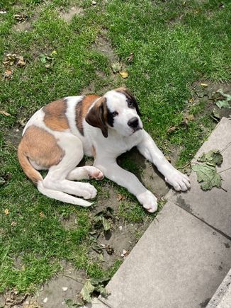 One of the St Bernard puppies at Barryland