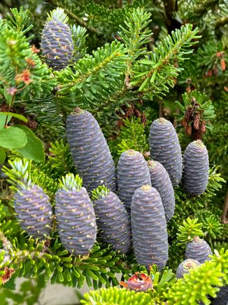 Blue pinecones!