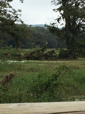 Bayou country, Honduras style, with bird.
