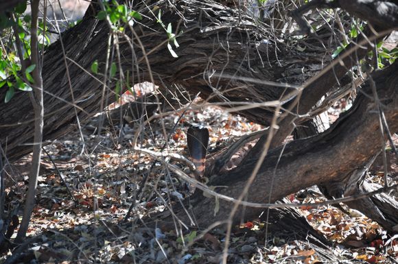 A very angry Black Necked Spitting Cobra who didn't want any photos ops