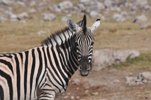 A Burchell’s zebra , their distant cousins,the mountain Zebra are abundant in North-west Namibia.Faint brown line found alongside the black strips.