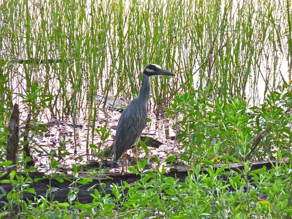 Blue Heron, EvergladesVulture